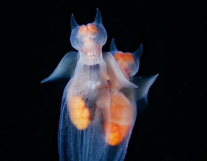 Морской ангел (Clione