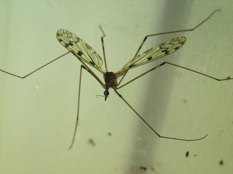 Долгоножка Болотная (Tipula paludosa Meig.)