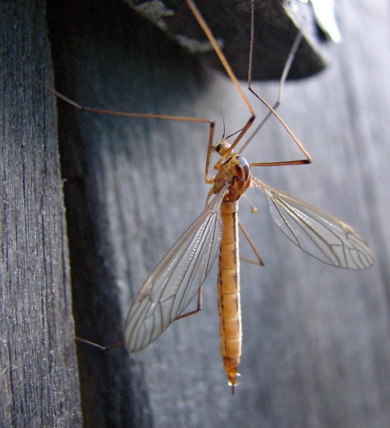 Tipulidae комар