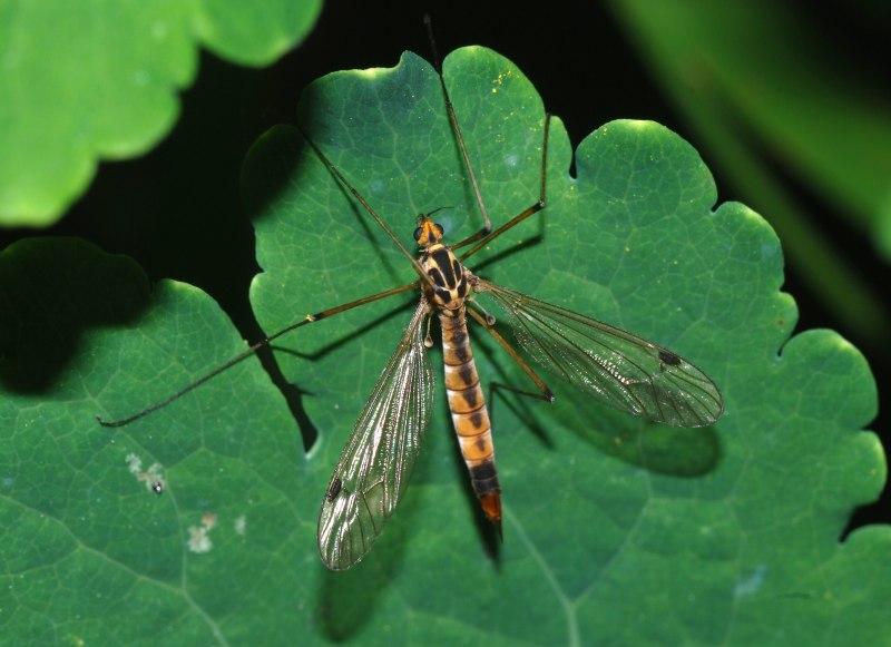 Москиты (комар) / Mosquito