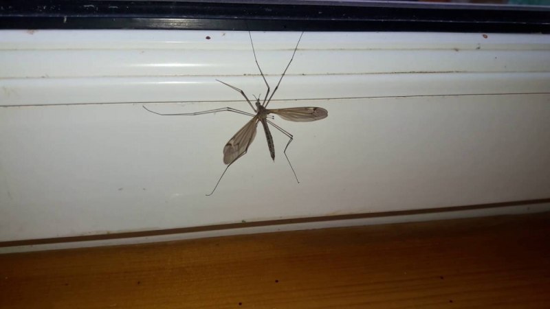 Комары-долгоножки (Tipulidae)