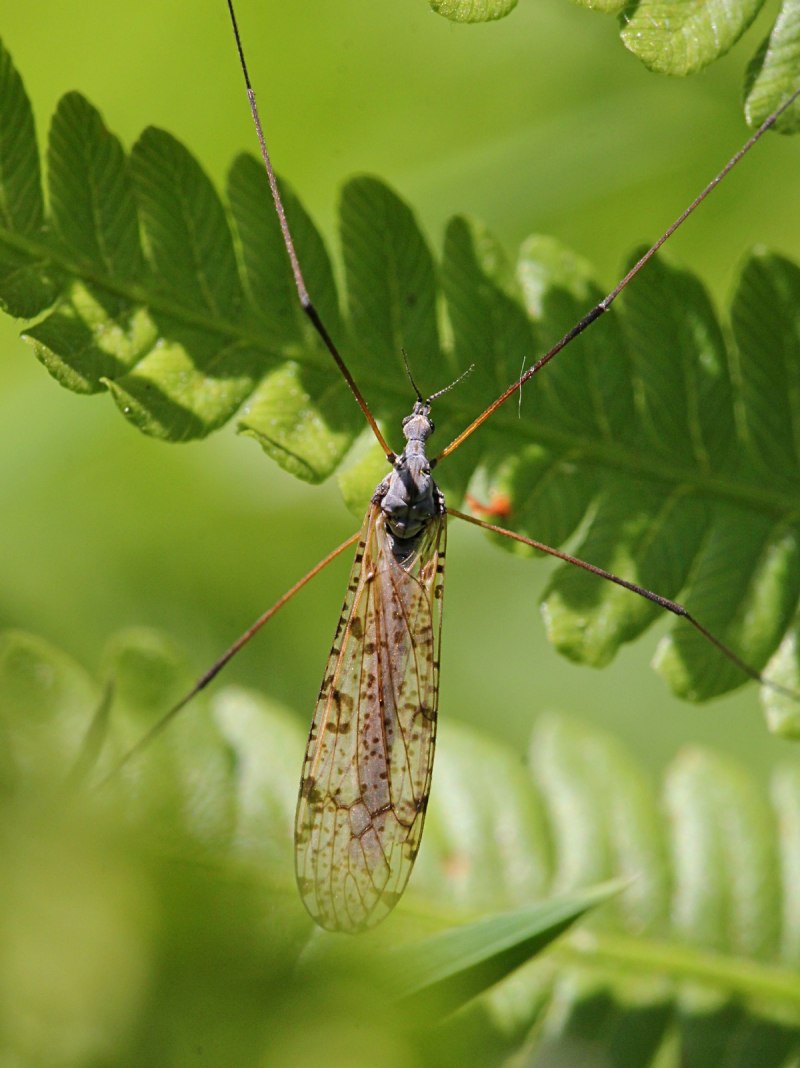 Holorusia Mikado