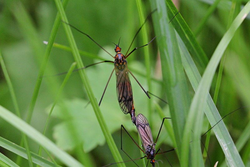 Aedes albopictus – азиатский тигровый комар