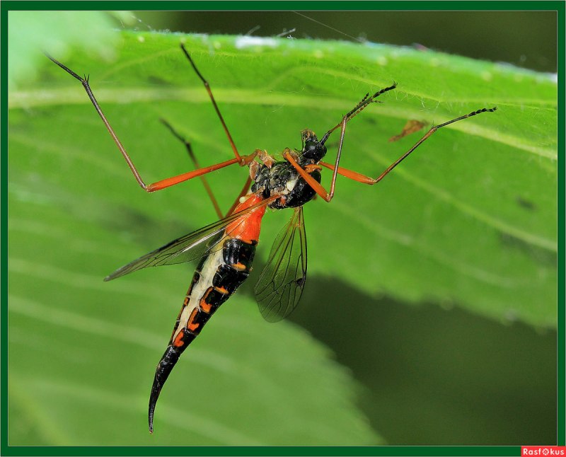 Долгоножка Болотная (Tipula paludosa Meig.)