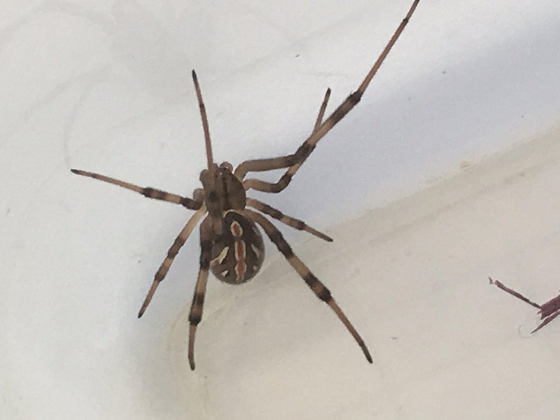 Araneus diadematus паук крестовик