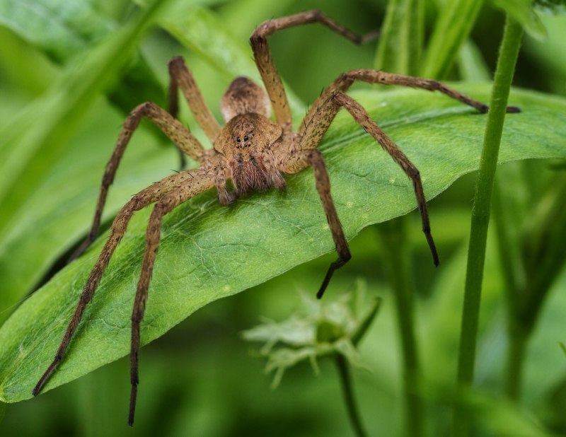 Гигантский паук-охотник (heteropoda maxima)