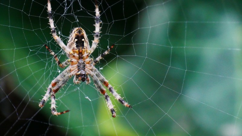 Nephila clavata