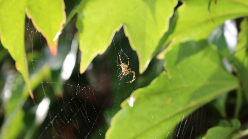 Паук Sinopoda Scurion