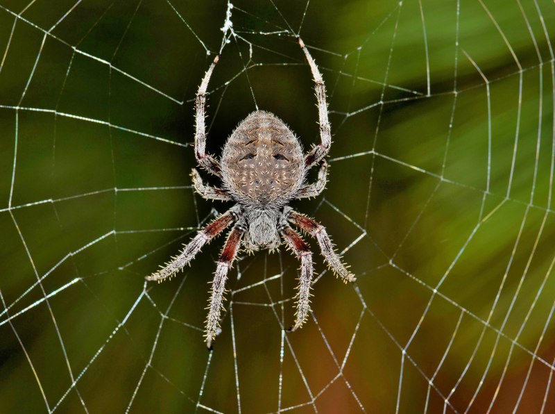 Daddy long Legs Poison
