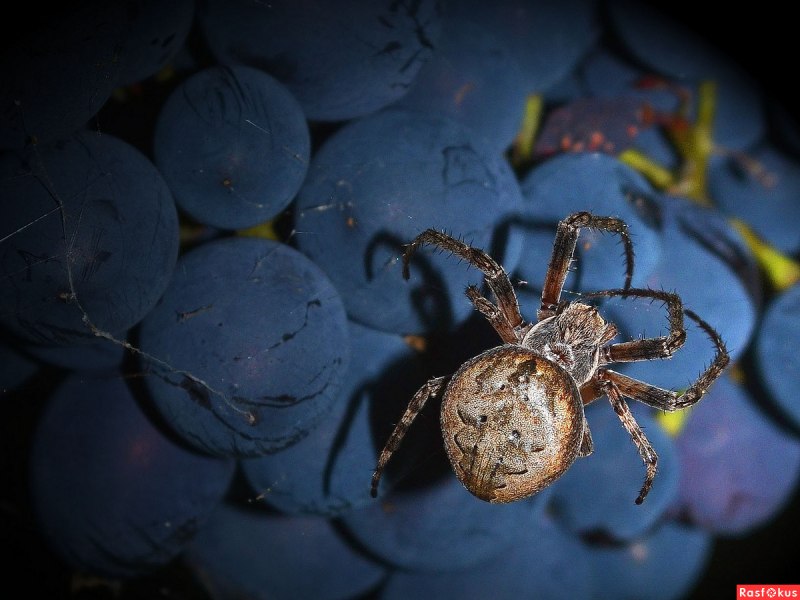 Виноградный паук (72 фото)
