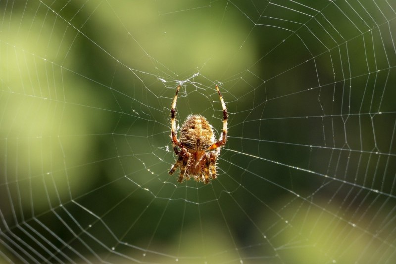 Домовый паук Tegenaria domestica
