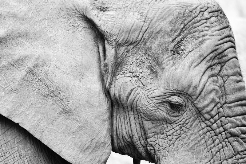 Elephant in White Page