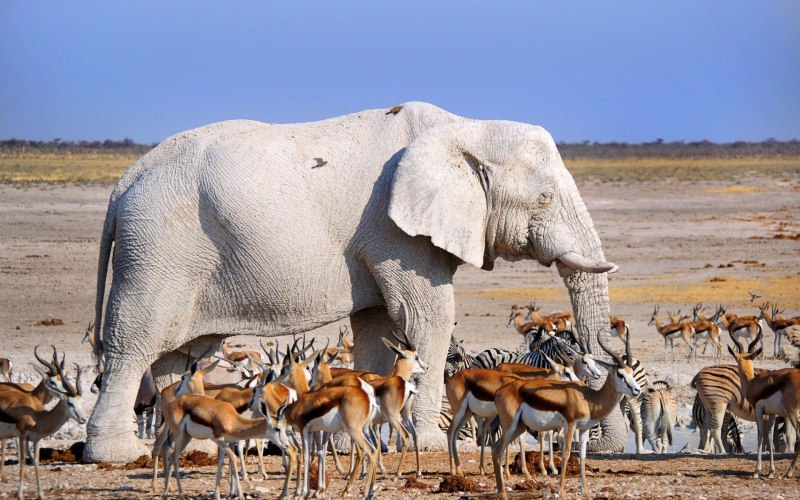 Белый слон животное (58 фото)