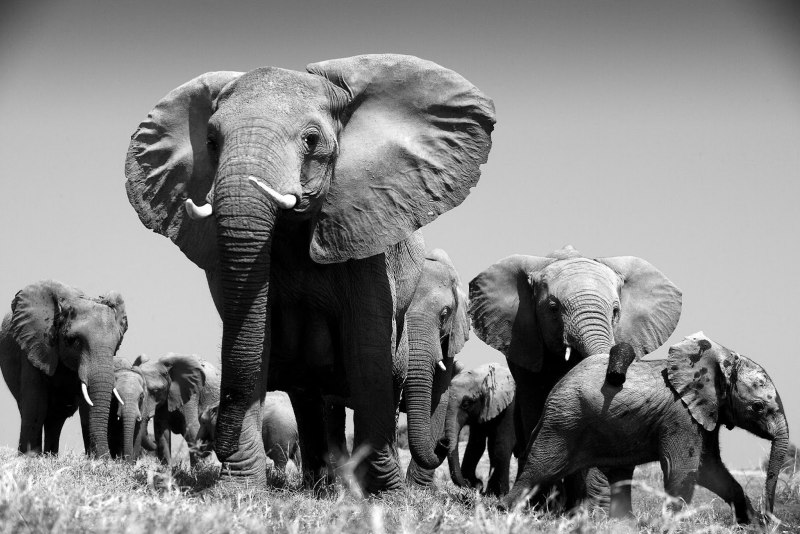 Elephant Side
