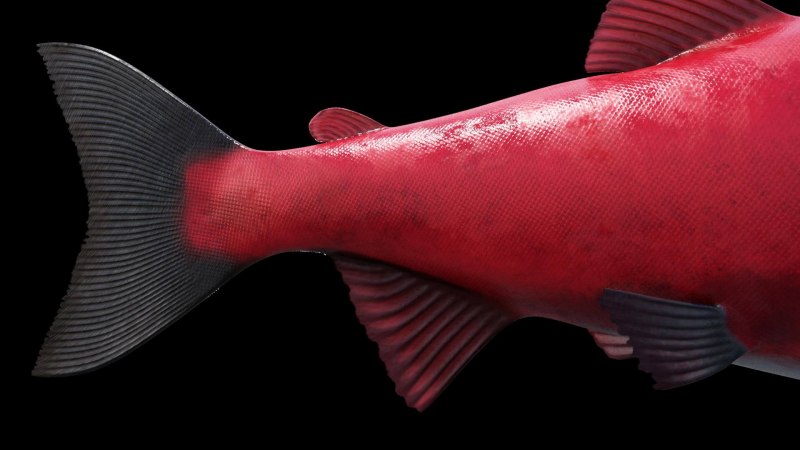 Нерка (Oncorhynchus nerka)