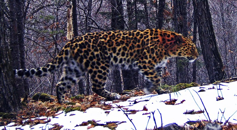 Сойка garrulus glandarius
