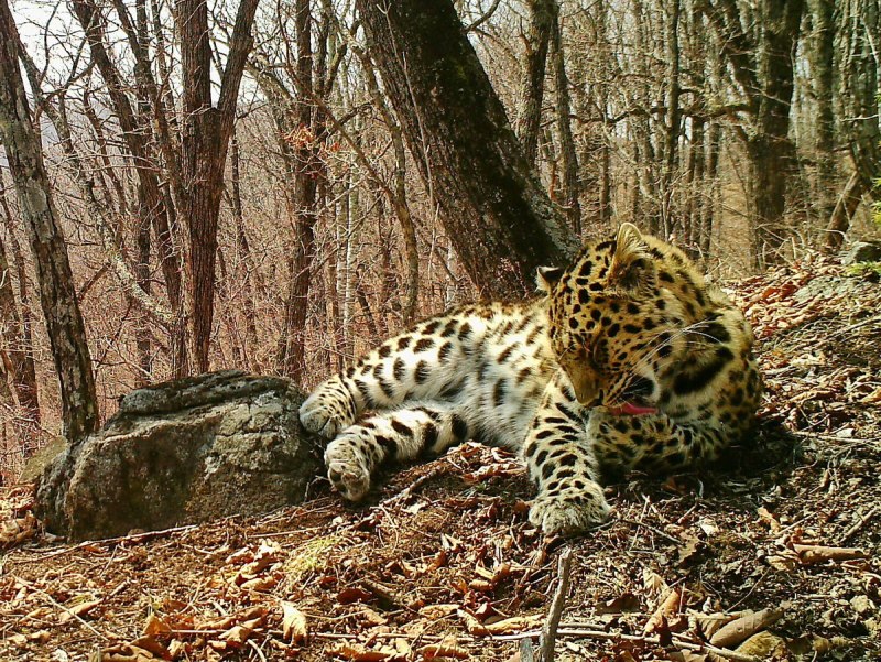 Сибирская косуля capreolus pygargus