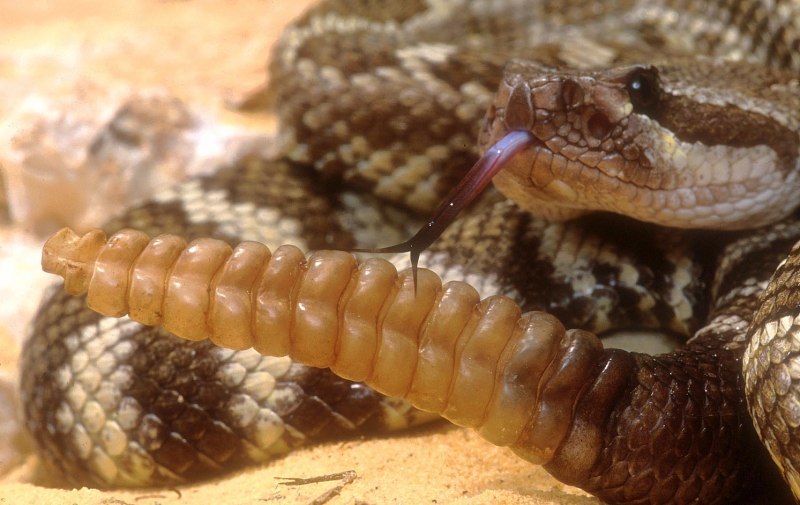 Погремушка гремучей змеи (59 фото)