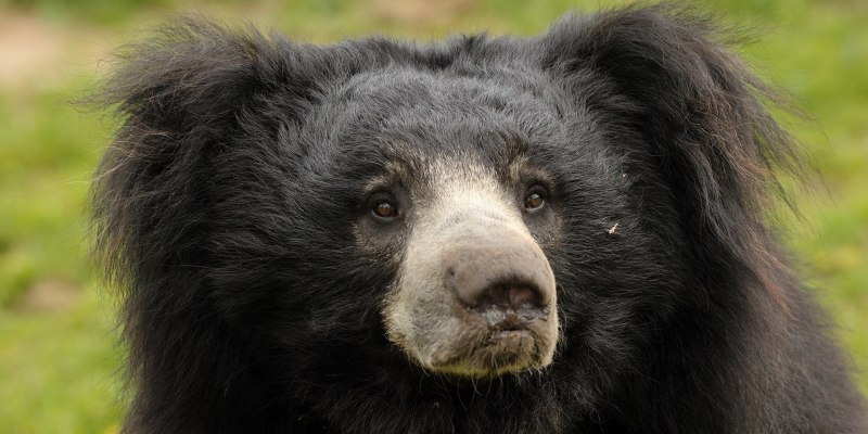 Медведь-губач Melursus Ursinus