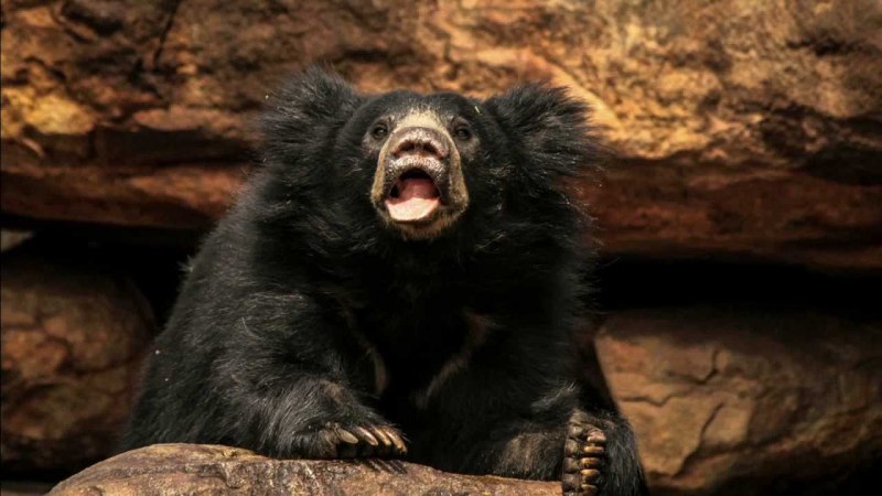 Melursus Ursinus