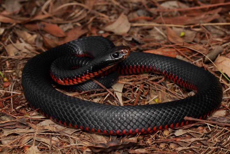 Красно черная змея (58 фото)