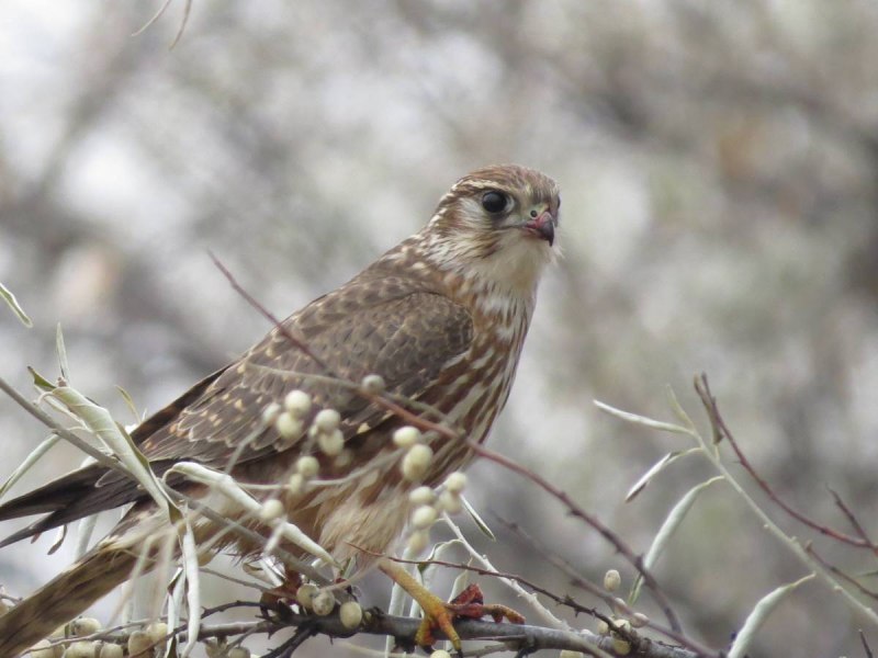 Дербник (Falco columbarius)