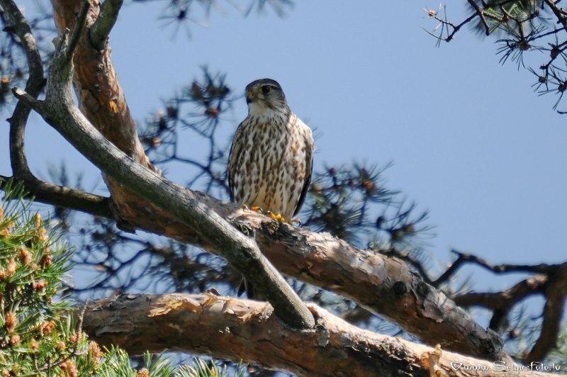 Дербник (Falco columbarius)