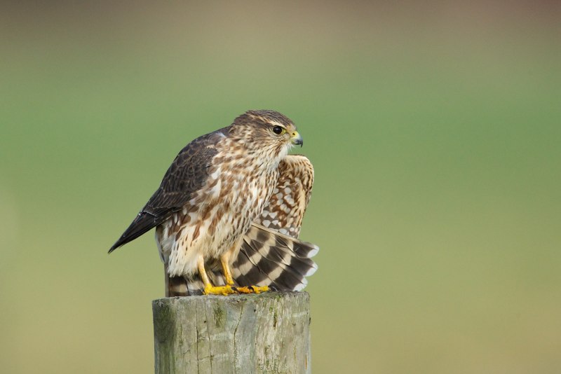 Дербник (Falco columbarius)