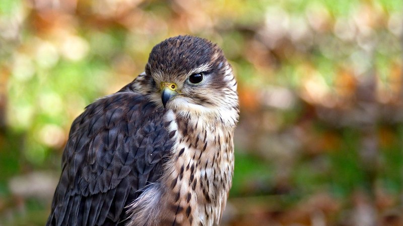 Falco columbarius lymani