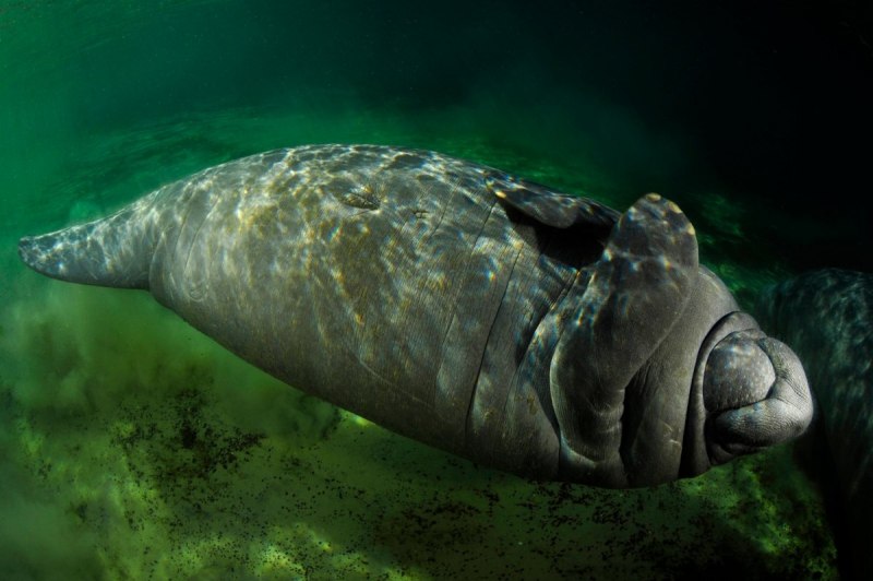 Капустница морская корова