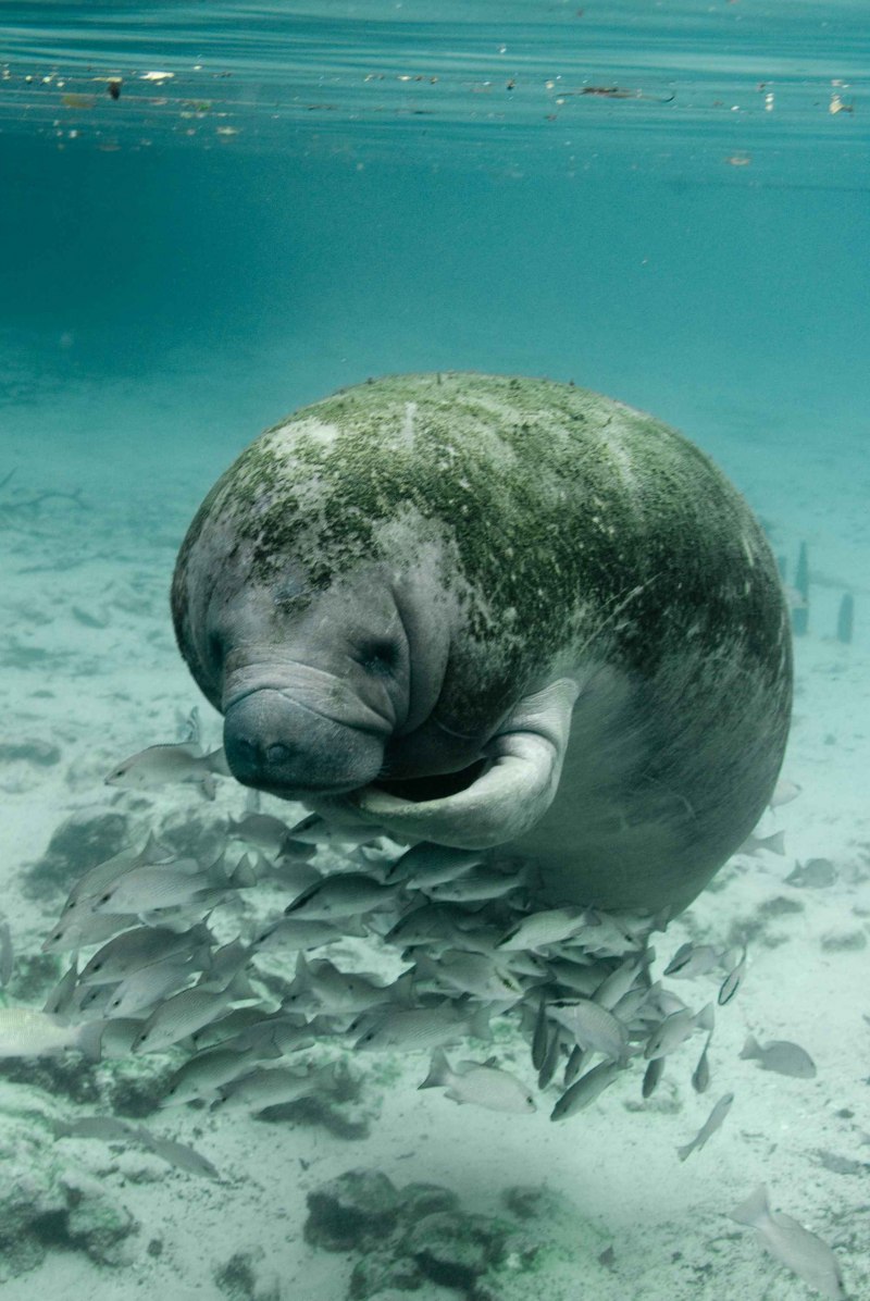 Ламантин морская корова