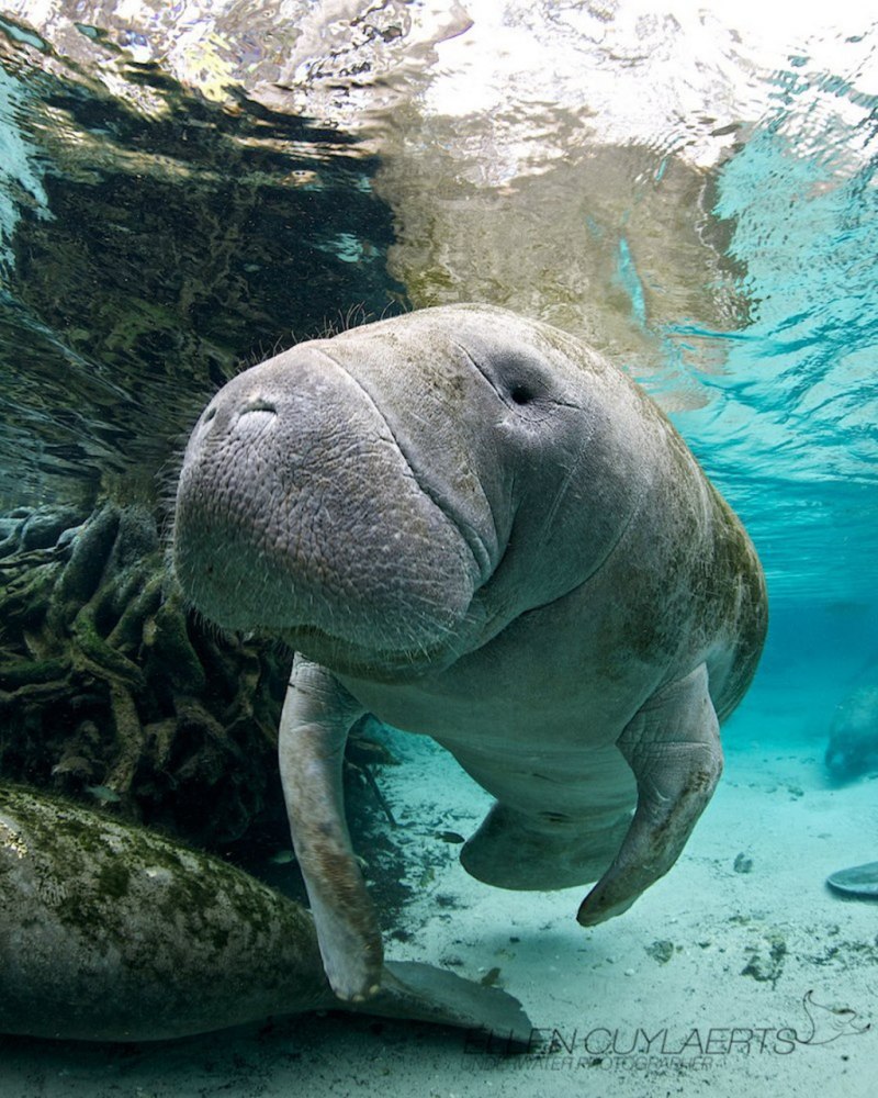 Ламантин морская корова