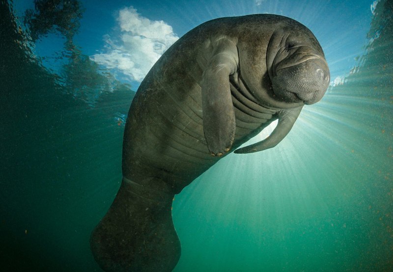 Дюгонь морская корова