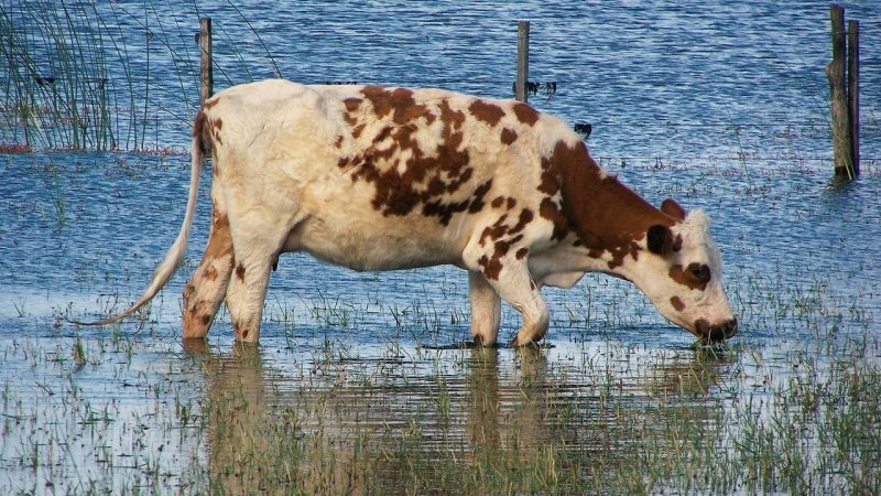 Корова в воде