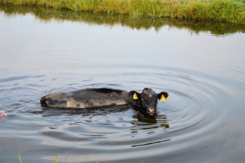 Коровы на водопое