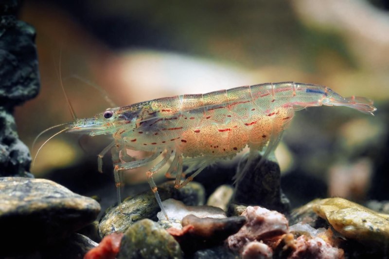 Креветка Caridina parvula