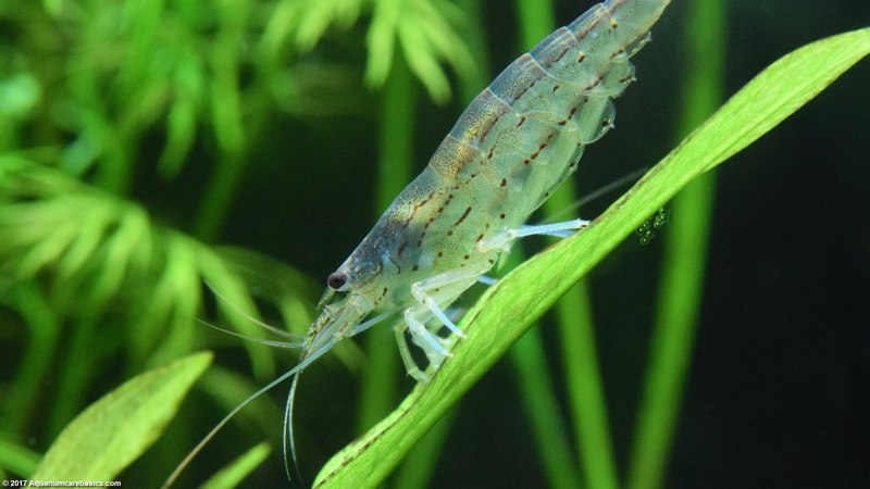 Креветки Amano
