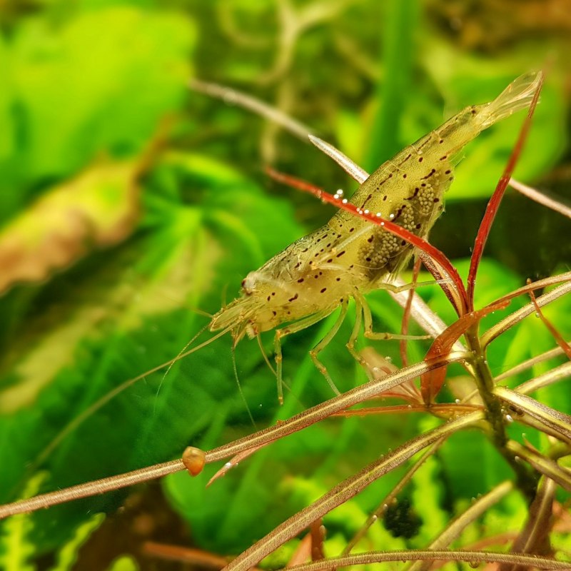 Креветка неокаридина Neocaridina heteropoda Wild