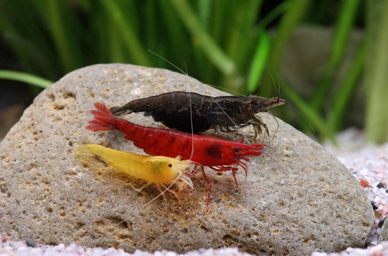 Сaridina (Crystal Red) красный Кристалл