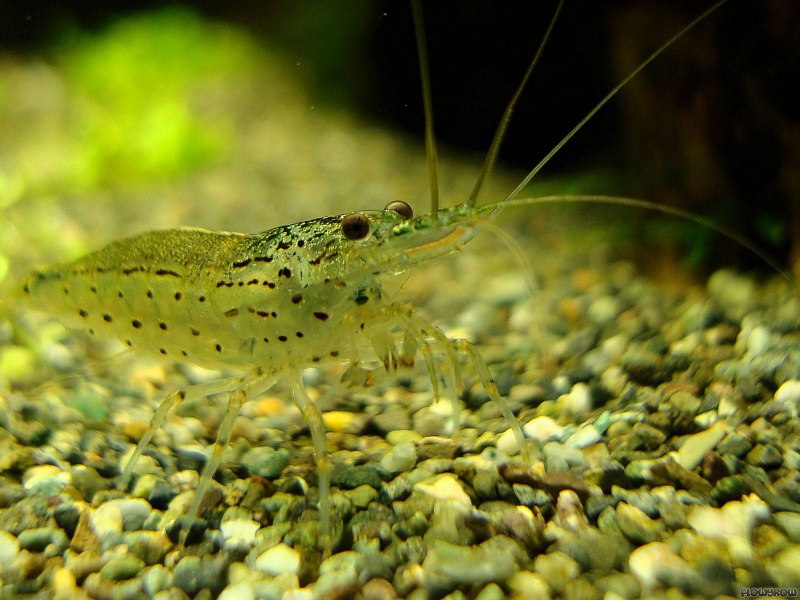 Caridina japonica