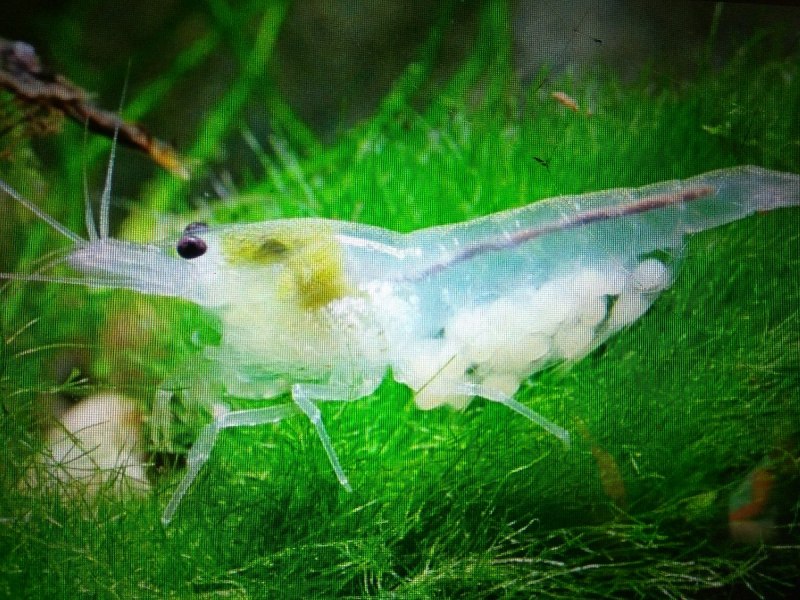 Freshwater Shrimp тигровая креветка 6/8