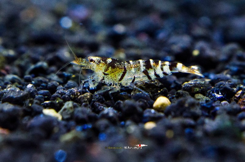 Ghost Shrimp креветка