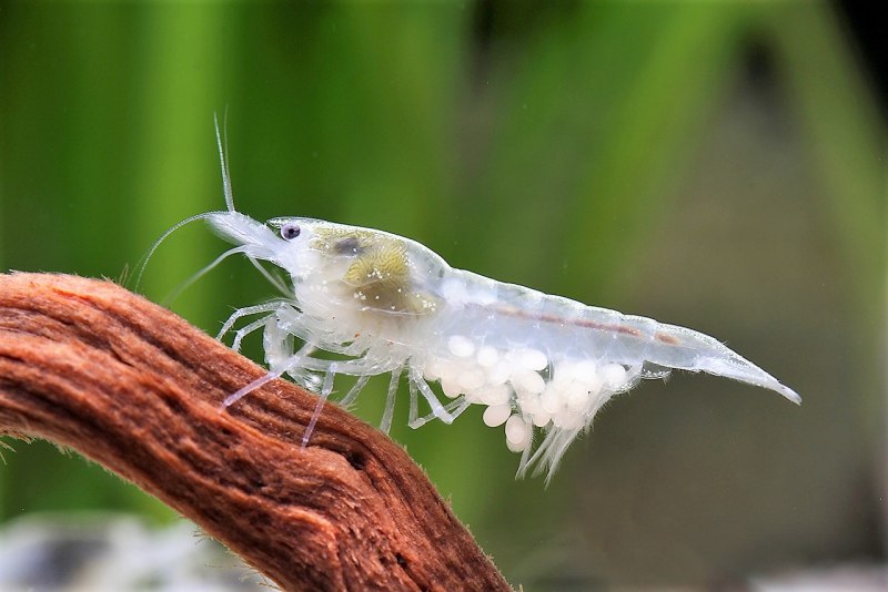 Neocaridina denticulata sinensis