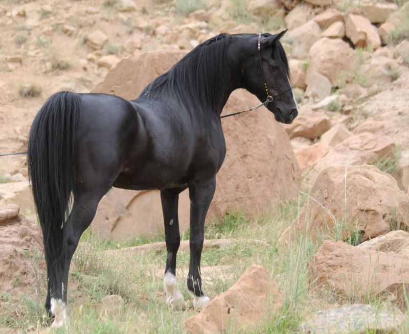 Иранские лошади (62 фото)