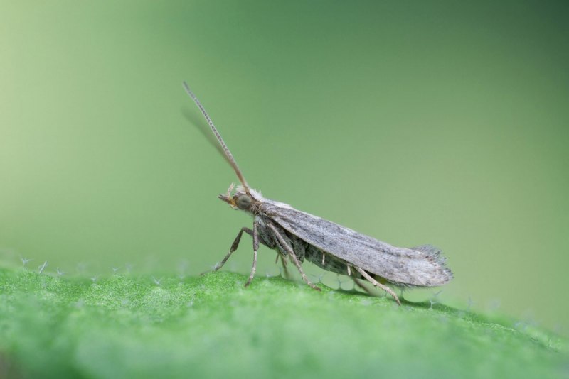 Гусеницы капустной моли Plutella xylostella