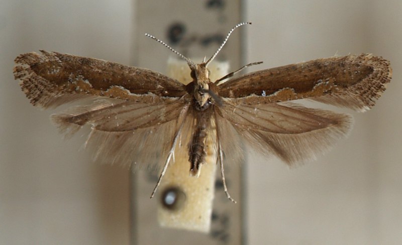 Капустная моль Plutella maculipennis Curt