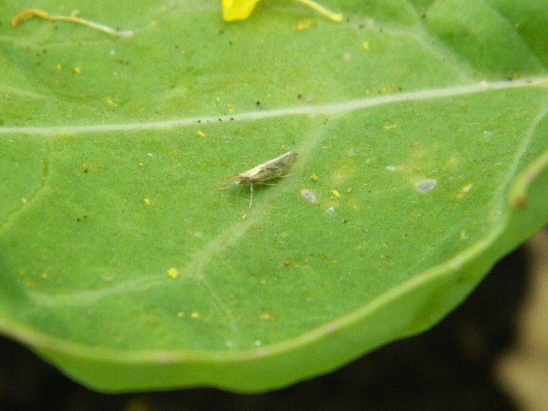 Гусеницы капустной моли Plutella xylostella