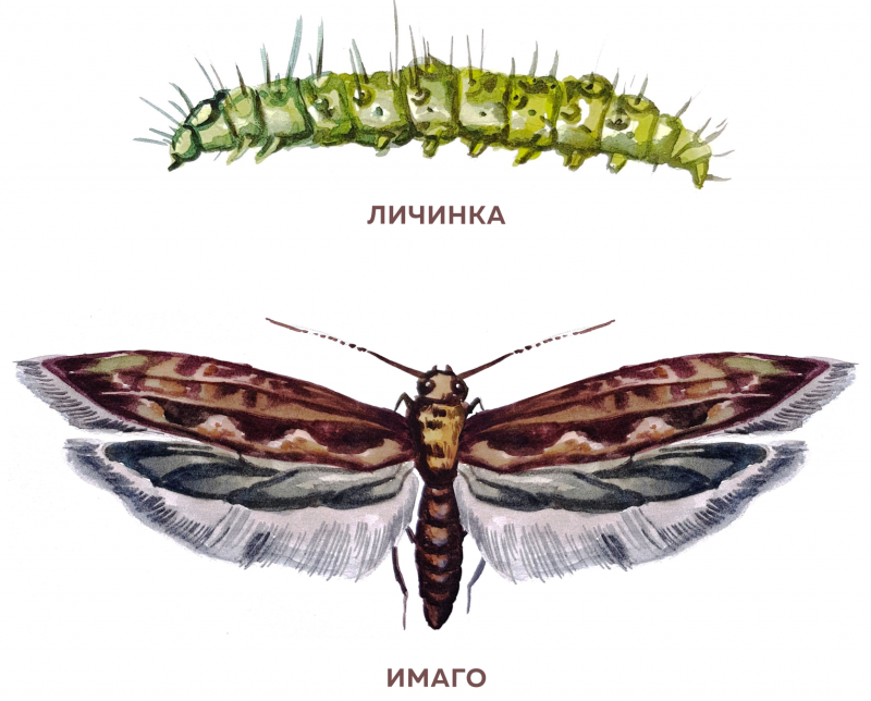 Яйцекладка капустной моли