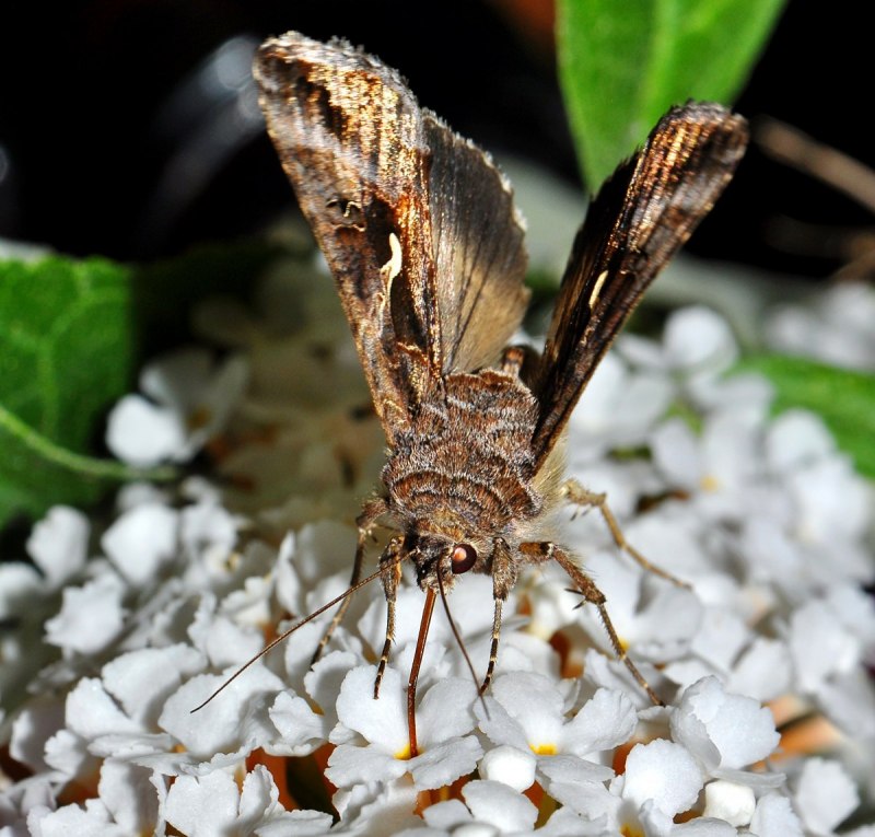 Plutella xylostella