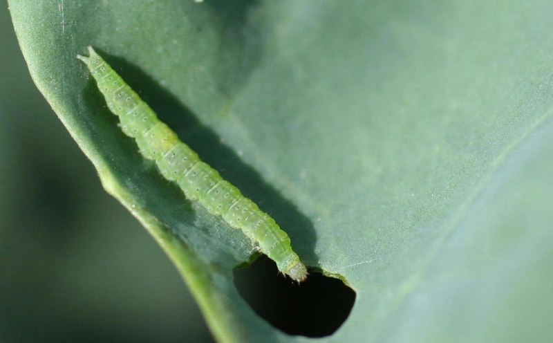 Капустная моль Plutella maculipennis Curt
